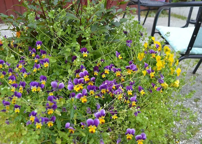 Semesterpark Gudvangen Camping