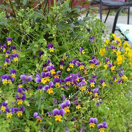 Ferieparker Gudvangen Camping